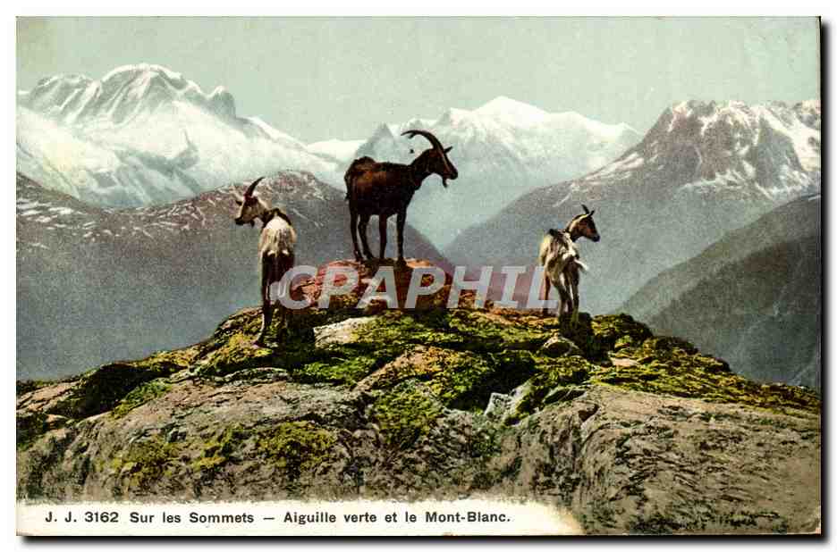 CPA Chevre Sur les sommets Aiguille verte et le Mont Blanc 