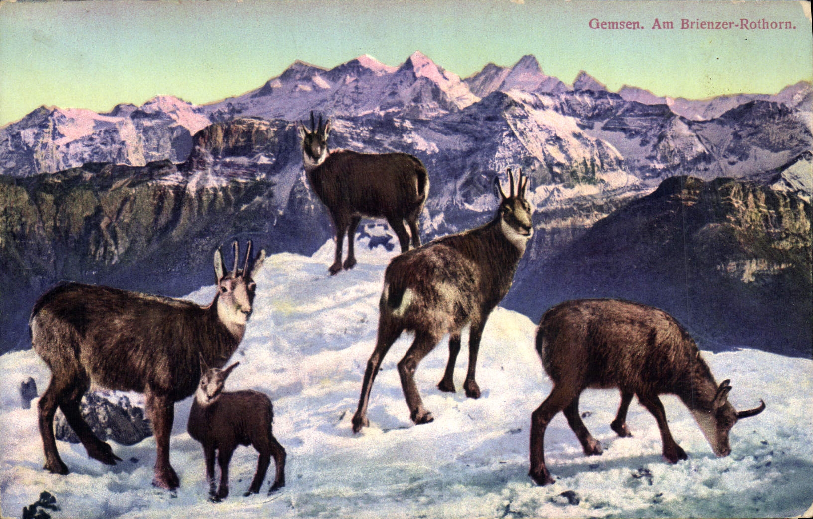 CPA Chamois Gemsen Am Brienzer Rothorn