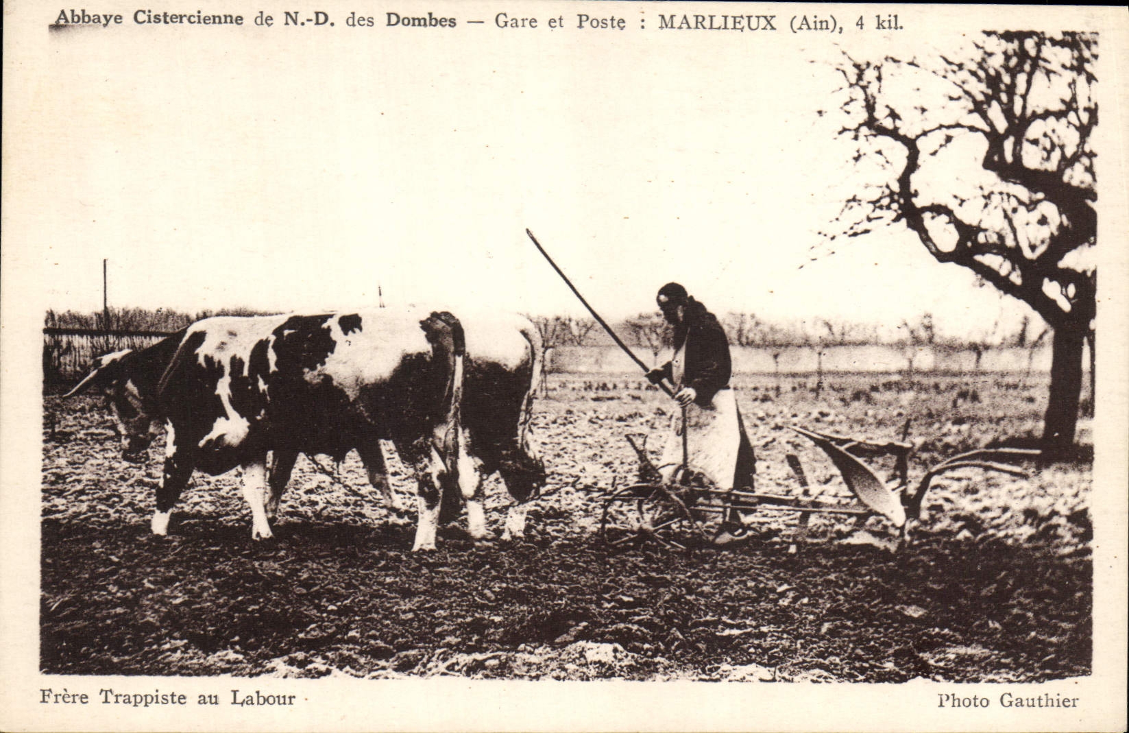 CPA Abbaye cistercienne de Nd des Dombes Gare et poste Marlieux Frere trappiste au labour Boeufs 