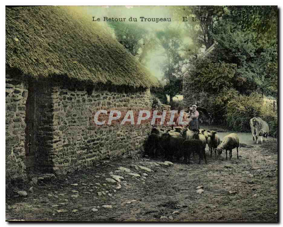 CPA Folklore Le retour du troupeau Moutons 