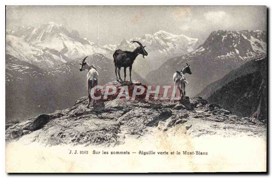 CPA Chevre Sur les sommets Aiguille verte et le Mont Blanc 