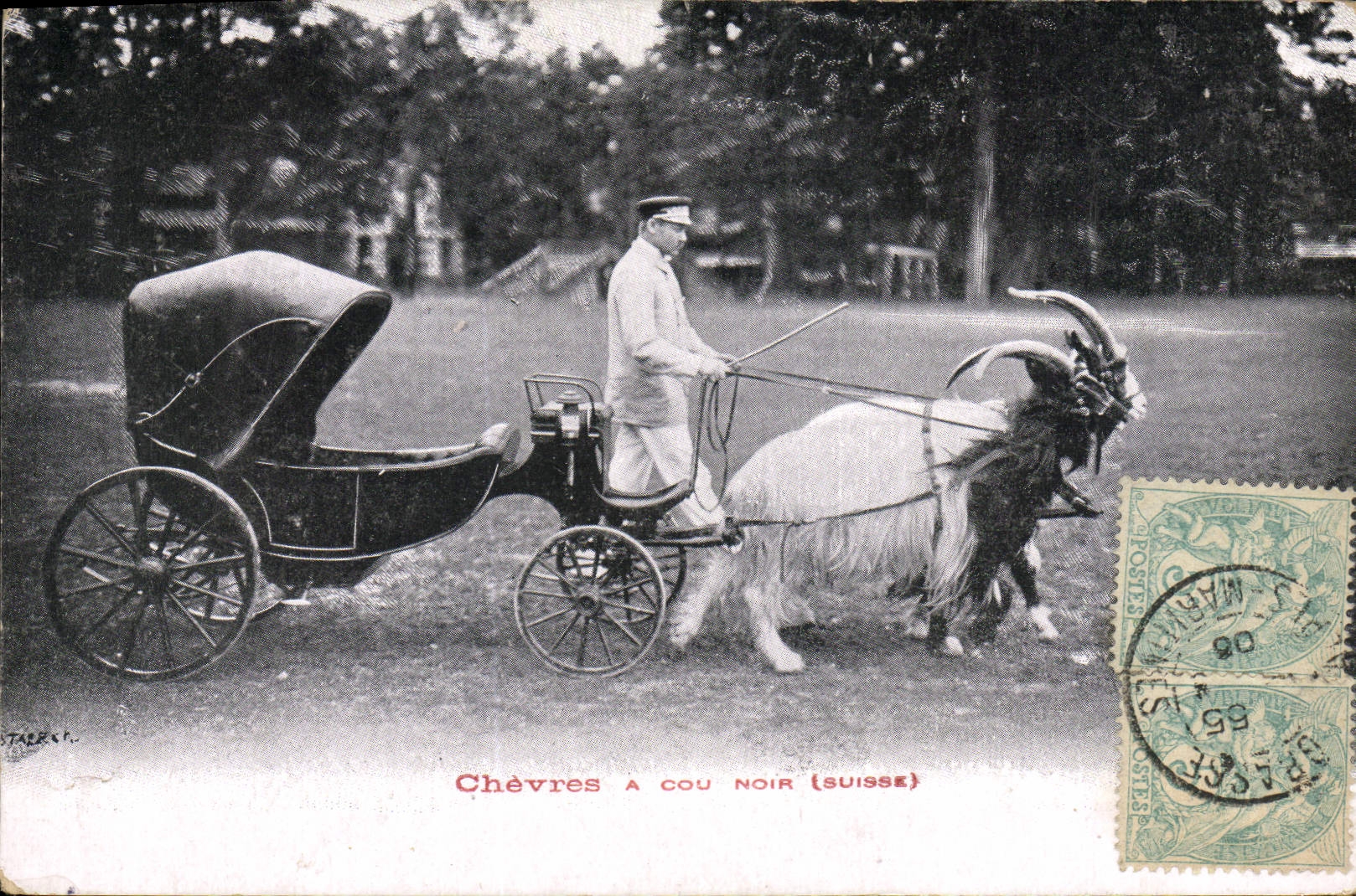 Chèvres à cou noir (Suisse) — éditeur STAECK H. — n° de série non visible