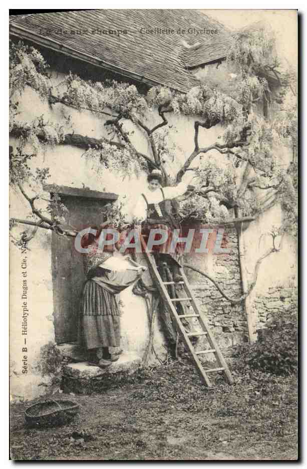 CPA Folklore La vie aux champs Cueillette de glycines 
