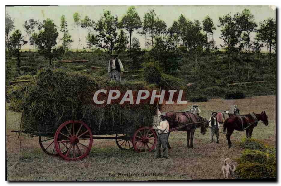CPA Folklore La rentree des bles Attelage Chevaux