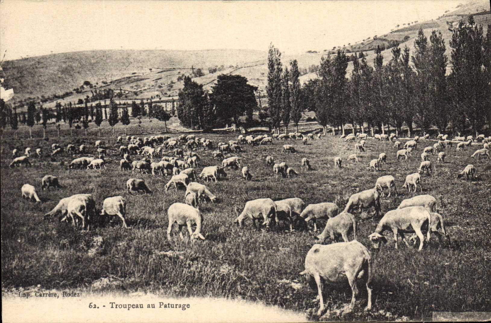 CPA Folklore Troupeau au apturage Moutons