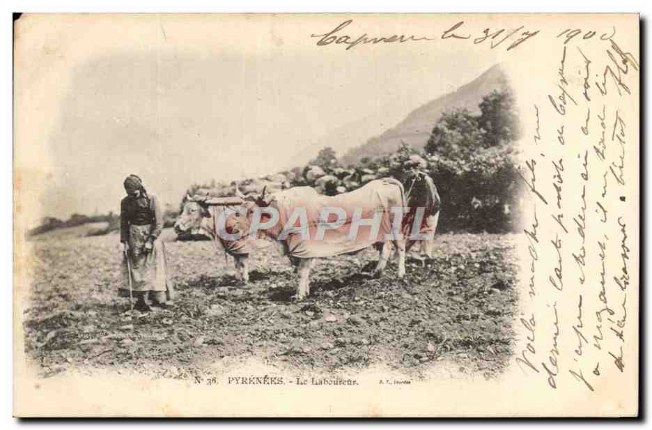 CPA Folklore Pyrenees Le laboureur Boeufs