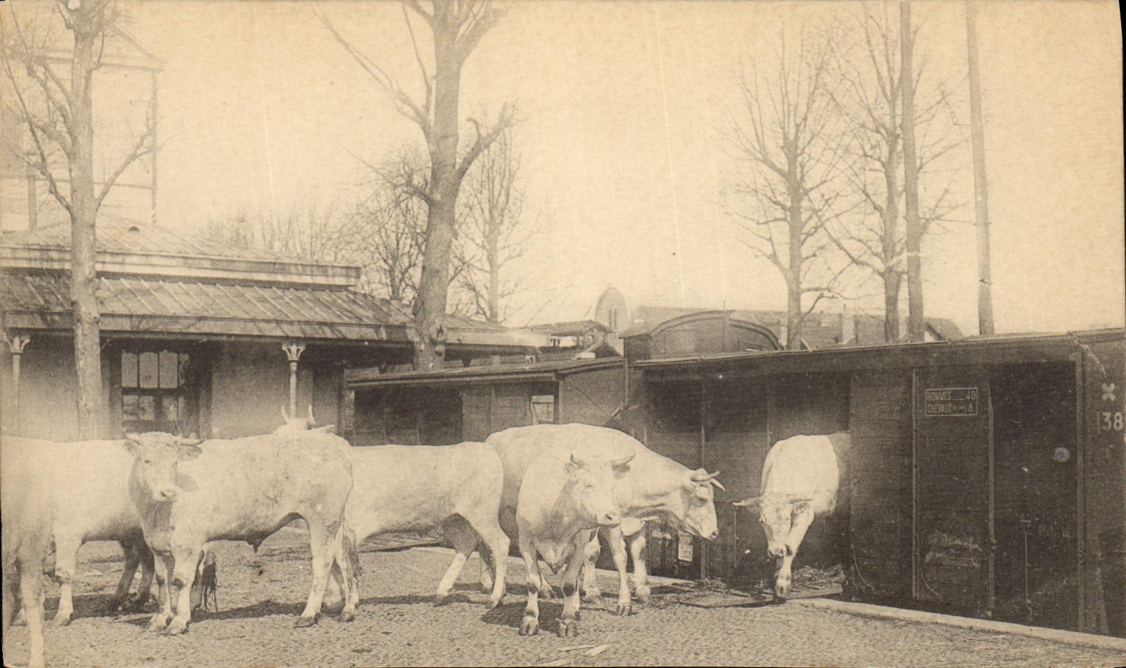 CARTE PHOTO Vaches Boeufs Train