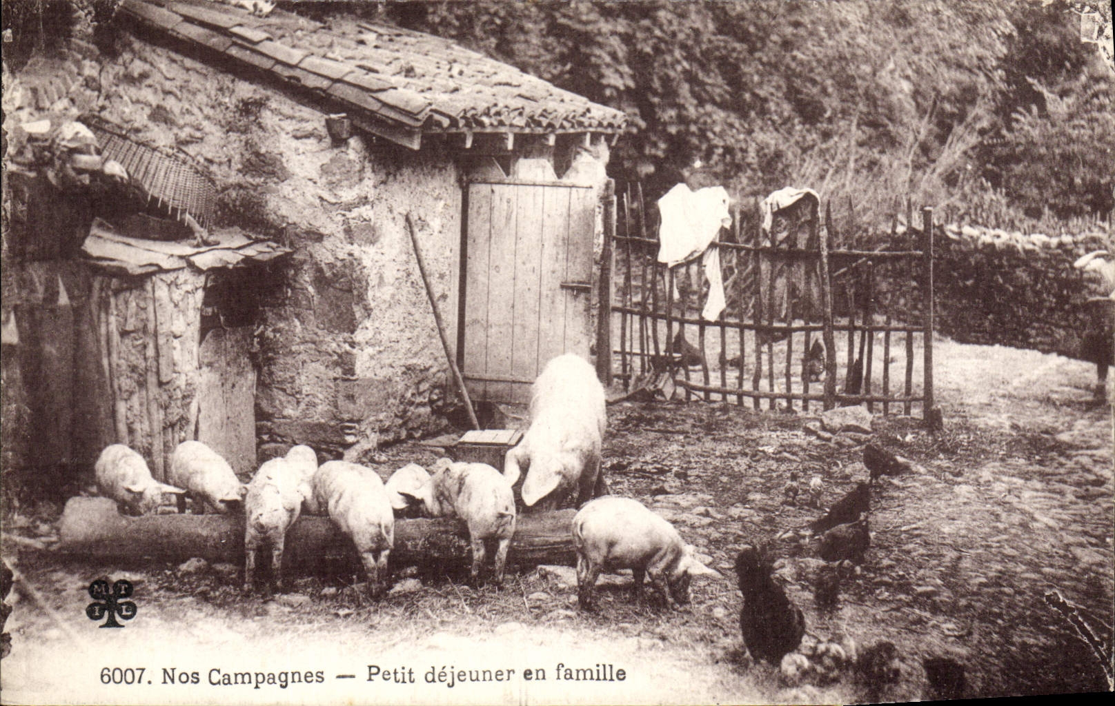 CPA Folklore Petit dejeuner en famille Cochons Porcs 