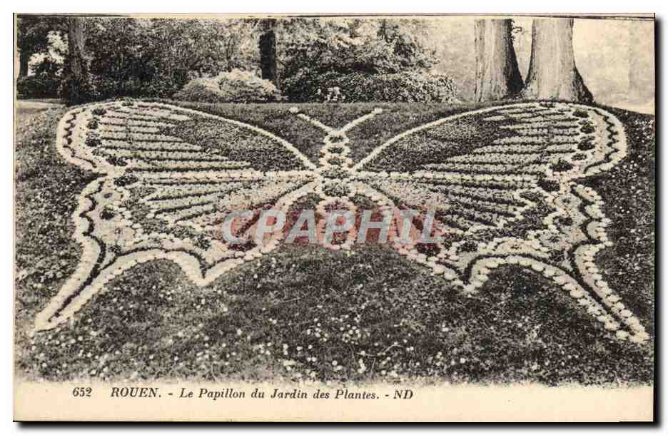 CPA Papillon Rouen Le papillon du jardin des plantes