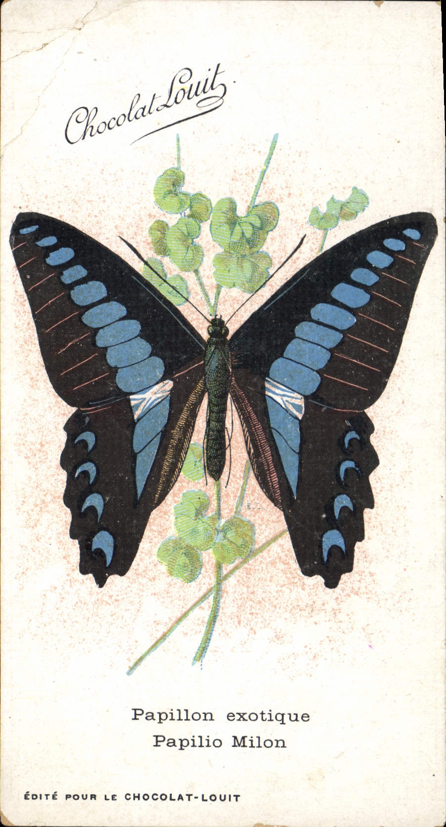 CPA Papillon exotique Papilio Milon Chocolat Louit 