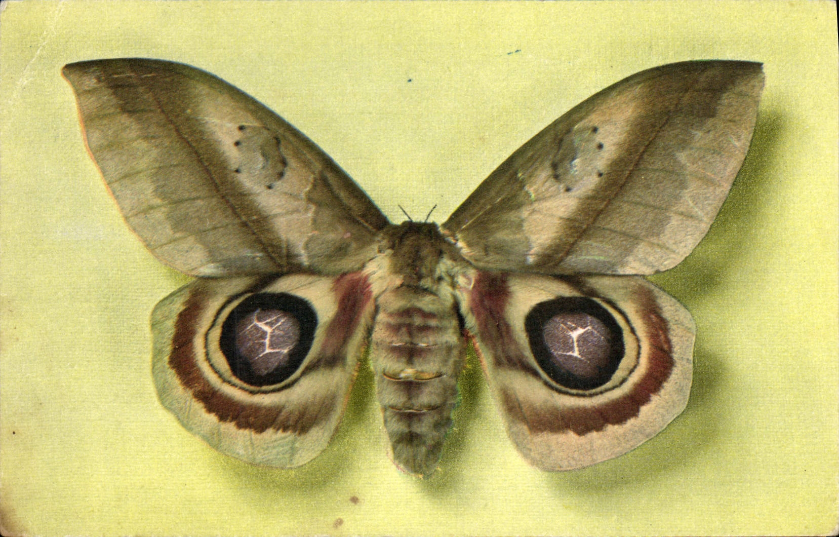 CPA Papillon Automeris Janus Colombie Collection Boubee