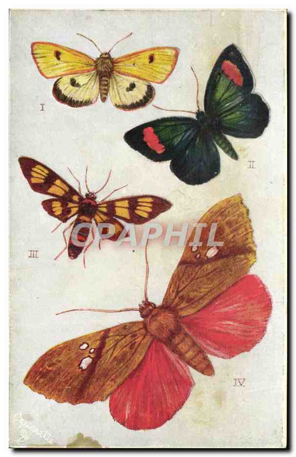 Quatre lépidoptères — Tuck's Post Card — Raphael Tuck & Sons