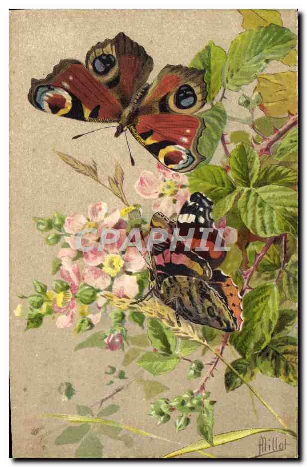 Deux papillons — Peacock et Vulcain — dessiné par Alillat