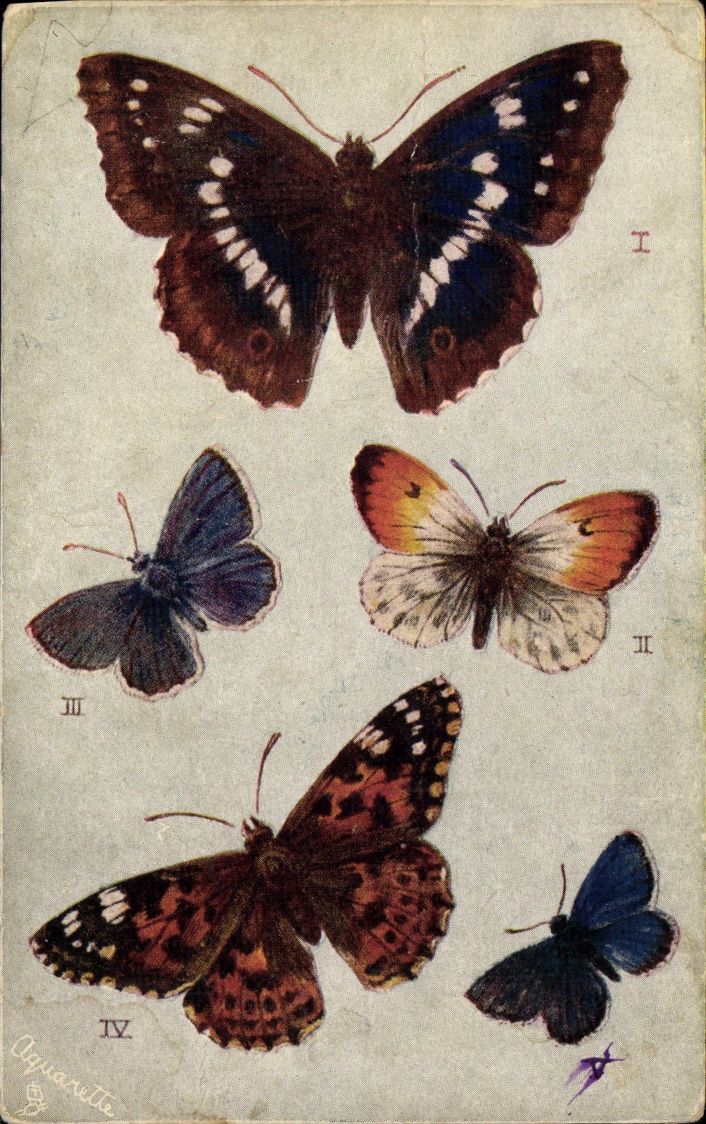 CPA Papillon British butterflies Purple emperor Orange Tip Blue Painted lady Mazarine Blue 