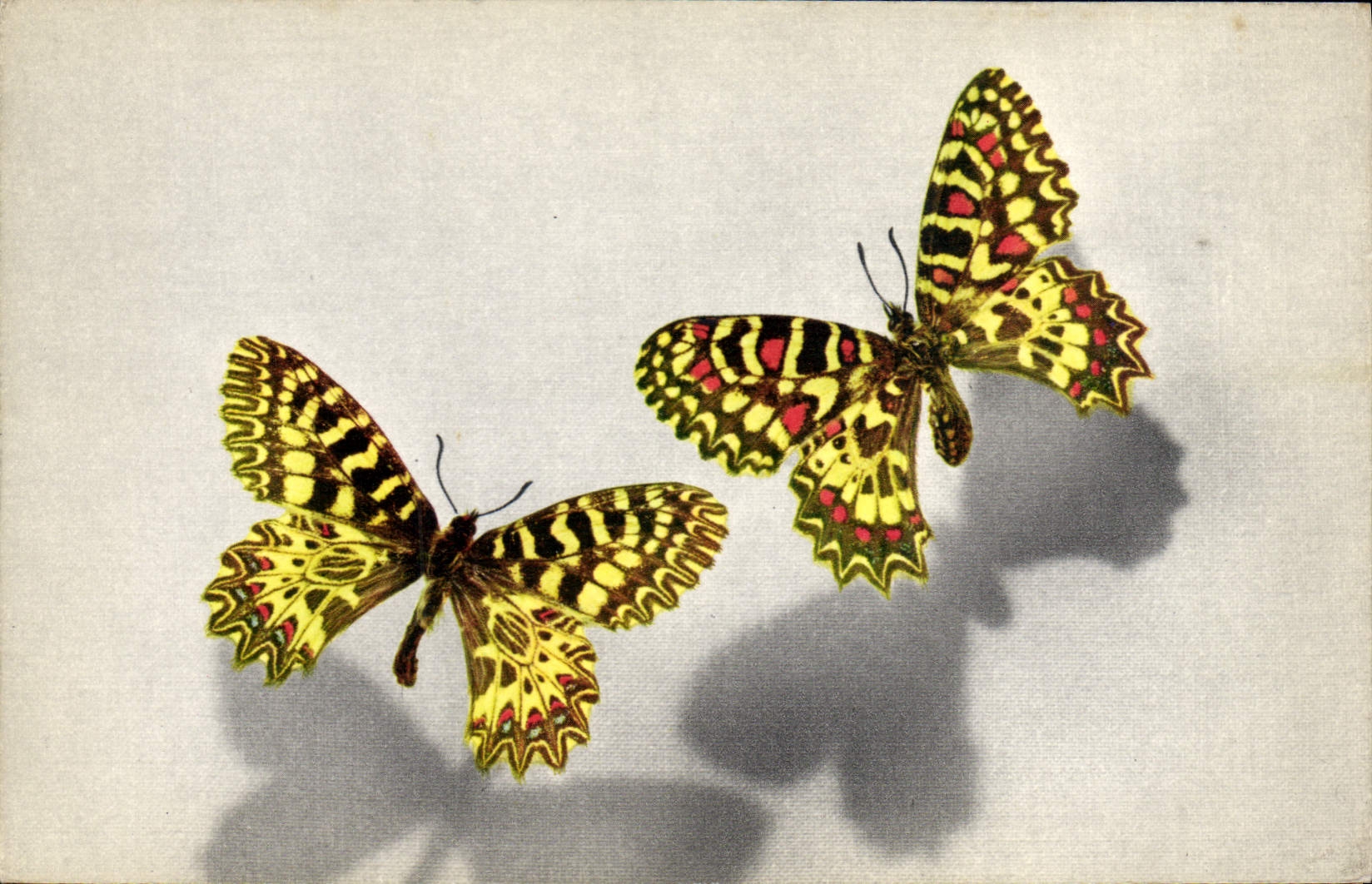 Deux papillons — Zerynthia polyxena et Zerynthia rumina — édité par le Comité National de l'Enfance, n° 1