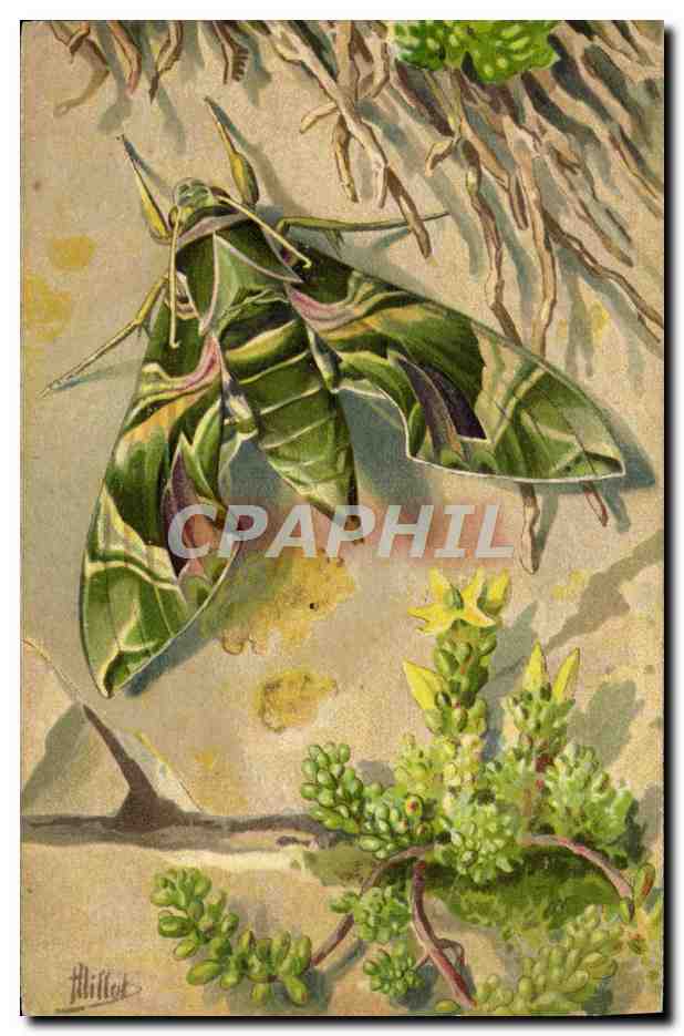 Sphinx du laurier rose — (Deilephila Nerii) — Marque L-E, n°202