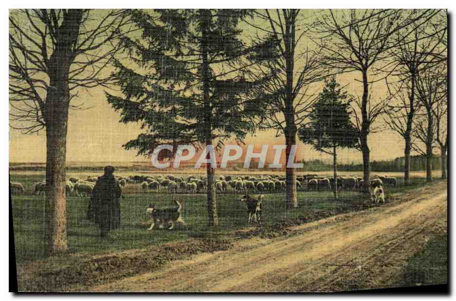 CPA Folklore Berger et ses moutons Chien 
