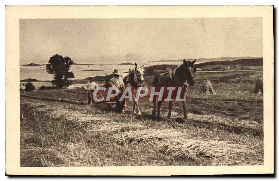 CPA Folklore Labour Chevaux