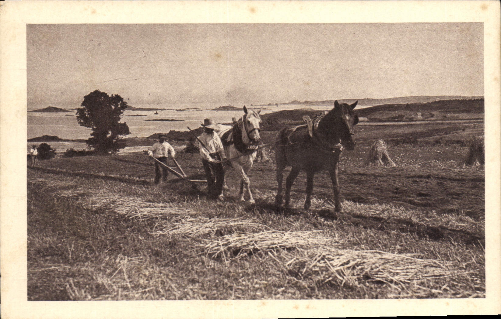 CPA Folklore Labour Chevaux