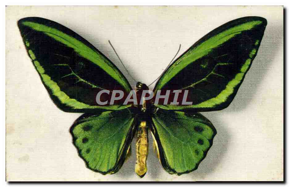 Ornithoptera aruana — Aru Island — Édité par le Comité National de l'Enfance, Paris
