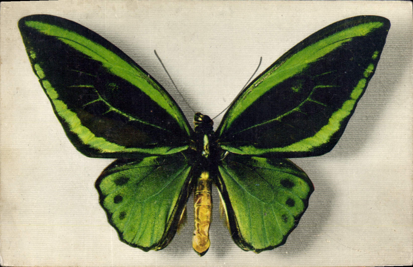 Papillon Ornithoptera Aruana — Collection Boublée — Édité par le Comité National de l'Enfance, Paris