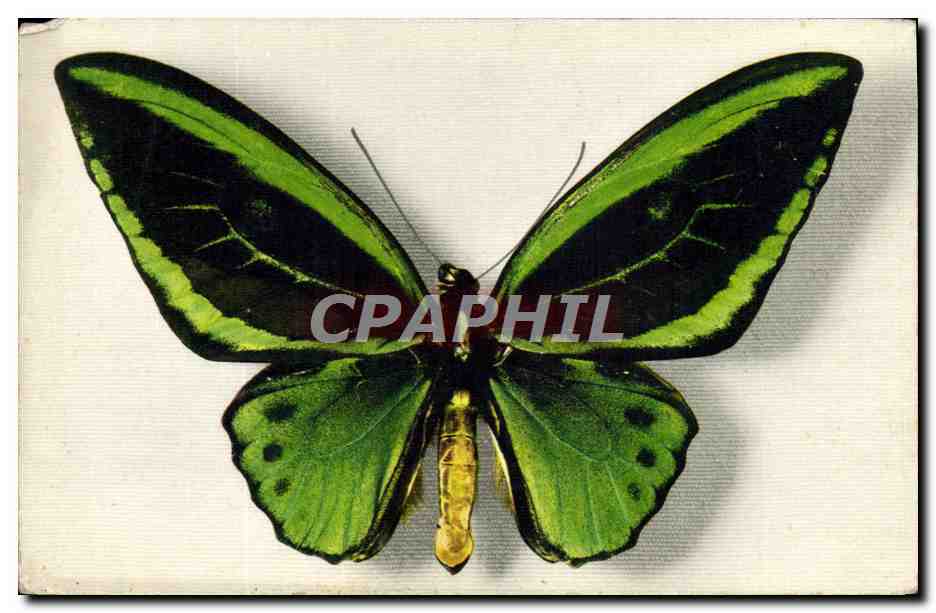 Ornithoptera aruana — Papillon — Édité par le Comité National de l'Enfance, n°2