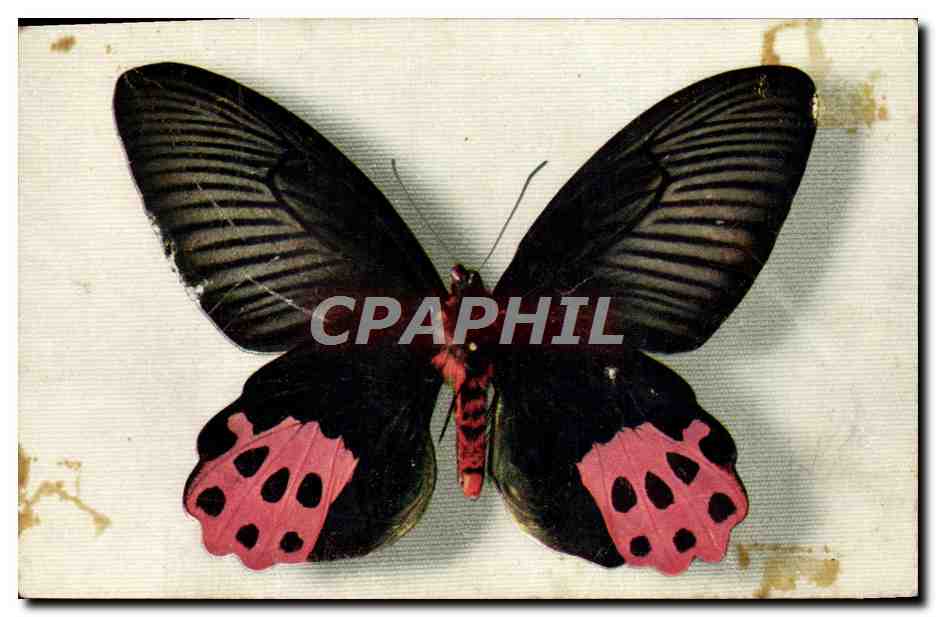 Papilio horishanus — Formose — Édité par le Comité National de l'Enrance, Paris