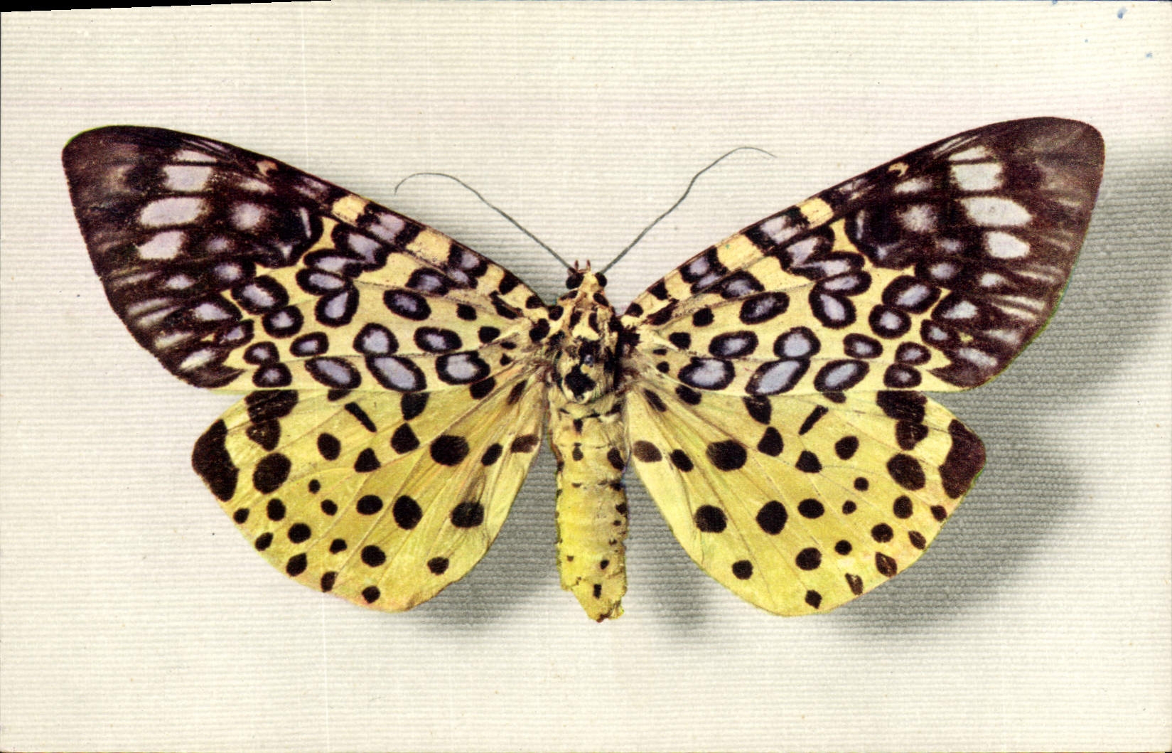 Papillon à motifs — édité par le Comité National de l'Enfance, Paris — n° 9