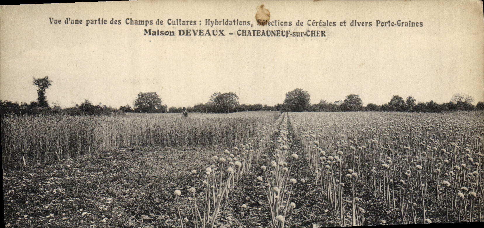 Champs de Cultures : Hybridations, Sélections de Céréales et divers Porte-Graines — Maison DEVEAUX - CHATEAUNEUF-sur-CHER