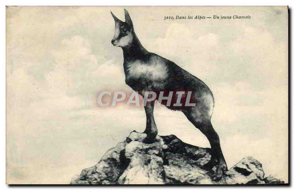 CPA Dans les Alpes Un jeune chamois 