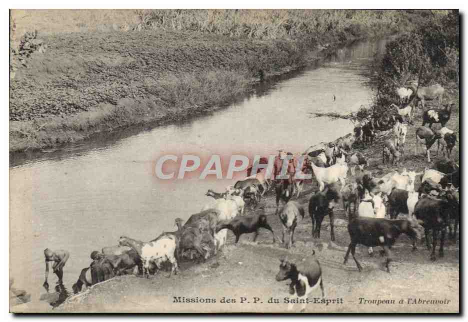 Troupeau à l'Abreuvoir — Missions des P.P. du Saint-Esprit