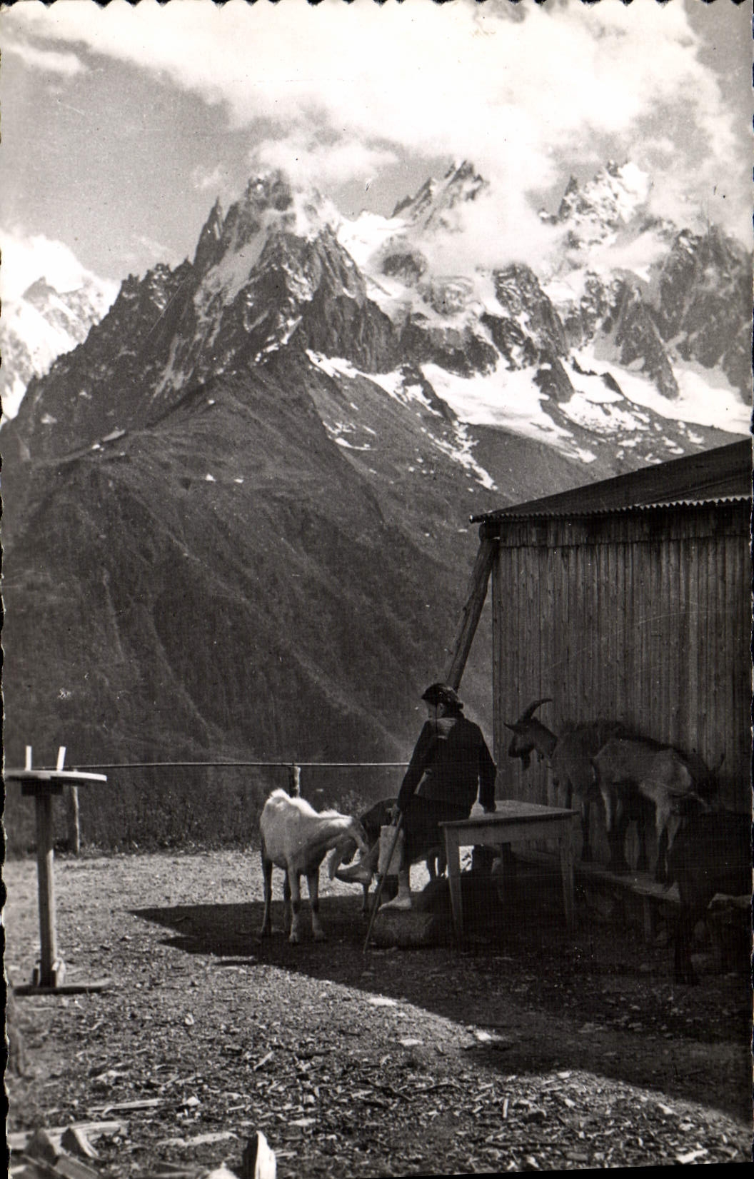 CPM Chevre Massif du Mont Blanc Les aiguilles de Chamonix vues de la Flegere 