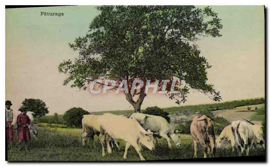 CPA Folklore Paturage Vaches Boeufs 