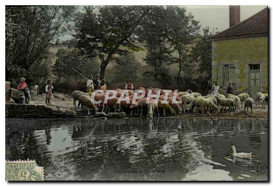 CPA Folklore Moutons Enfants