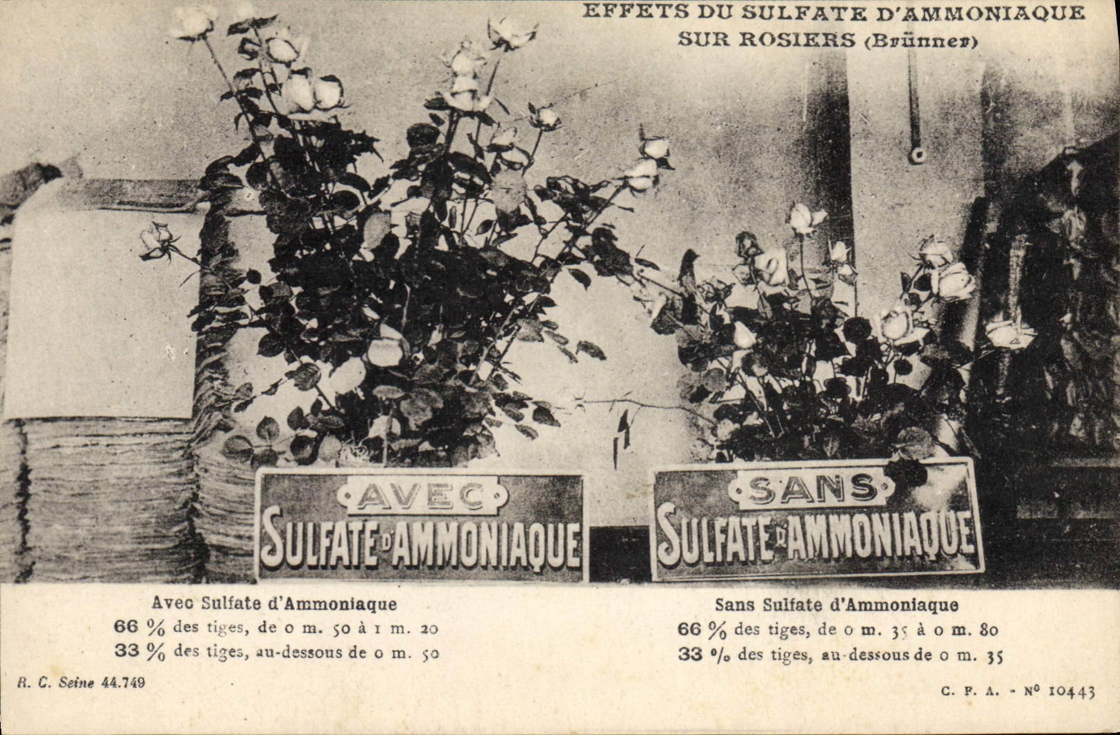 Effecten van ammoniumsulfaat op rozenstruiken — (Brünner) — R.C. Seine 44.749