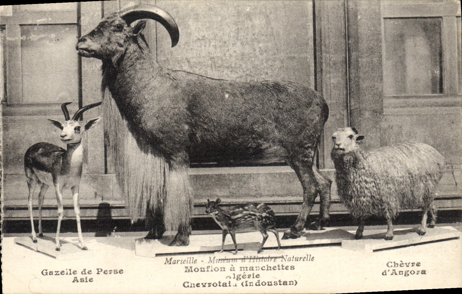CPA Chevre Gazelle de Perse Mouflon a manchettes Algerie Chevre d'Angora 