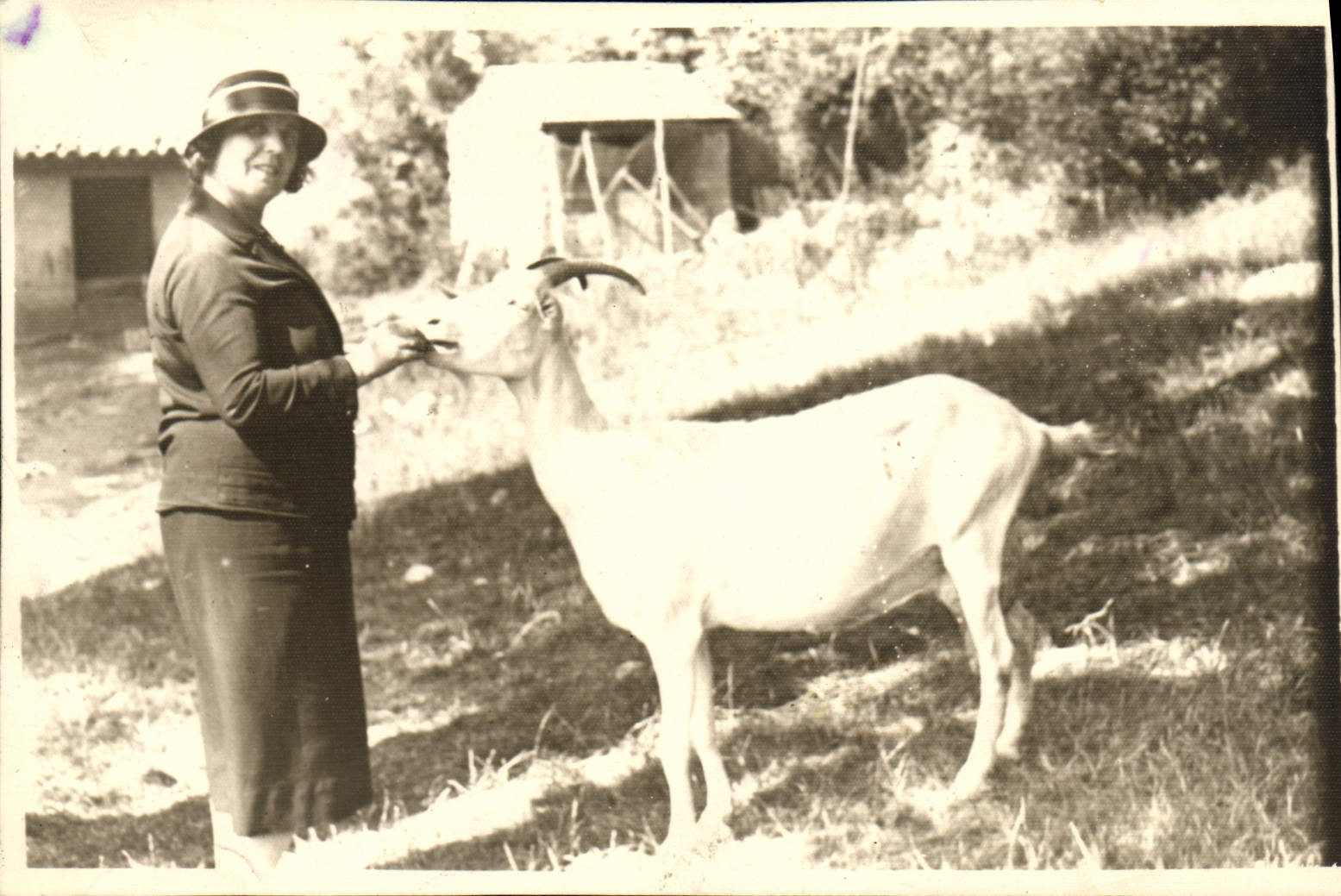 Femme et chèvre — paysage rural — carte postale datée 14/7/24