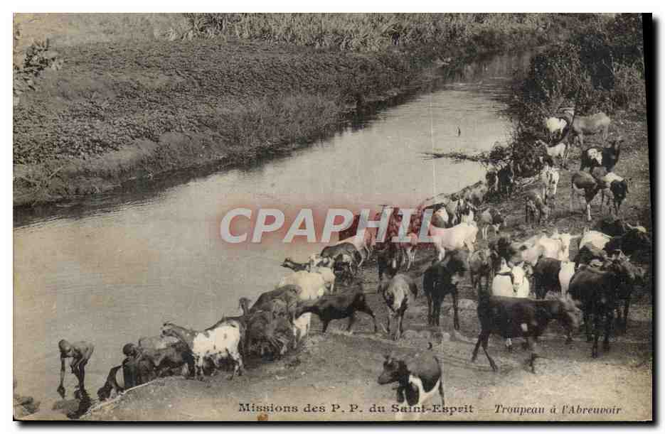 Troupeau à l'Abreuvoir — Missions des P.P. du Saint-Esprit — Phototypie J. Béaumine, Reims