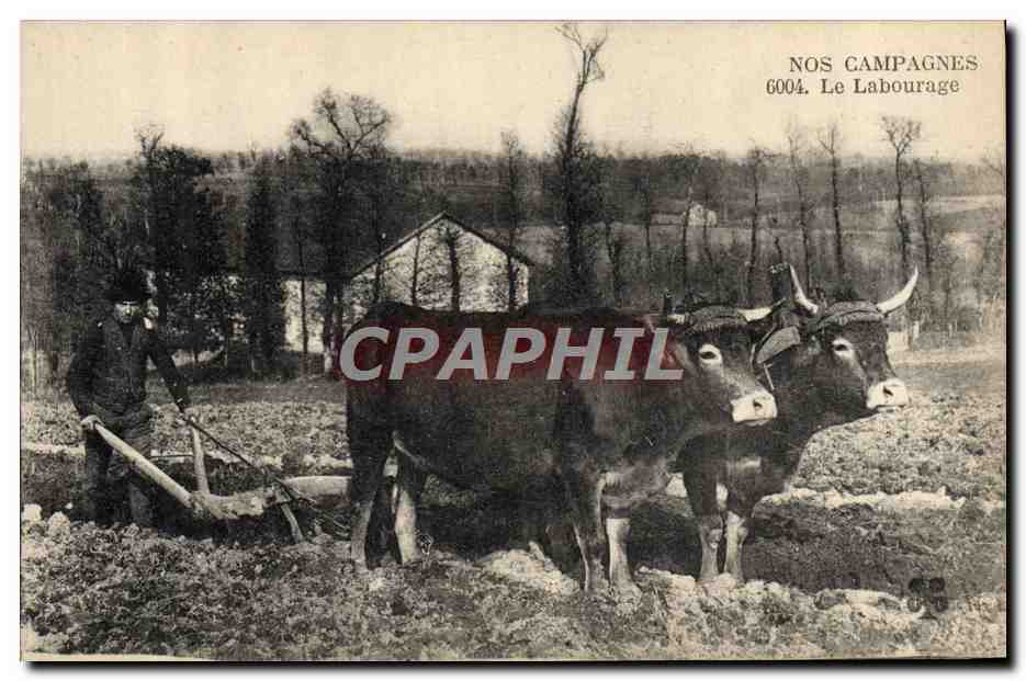 CPA Folklore Labourage Boeufs 