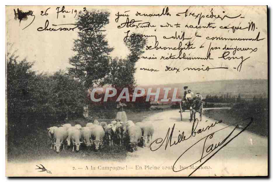 CPA Folklore En pleine route Les moutons AttelageAne Mule 