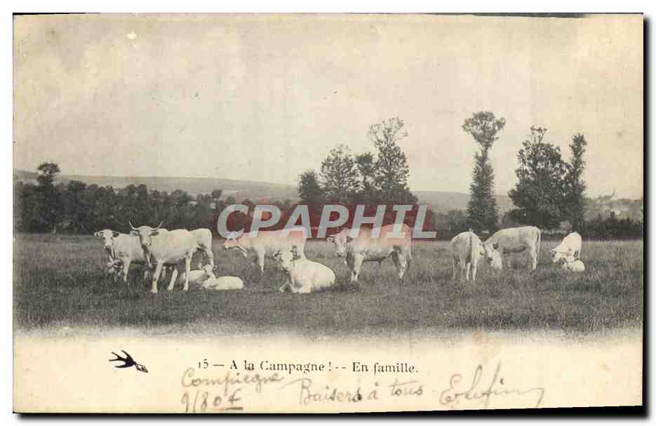 CPA Folklore En famille Vaches 