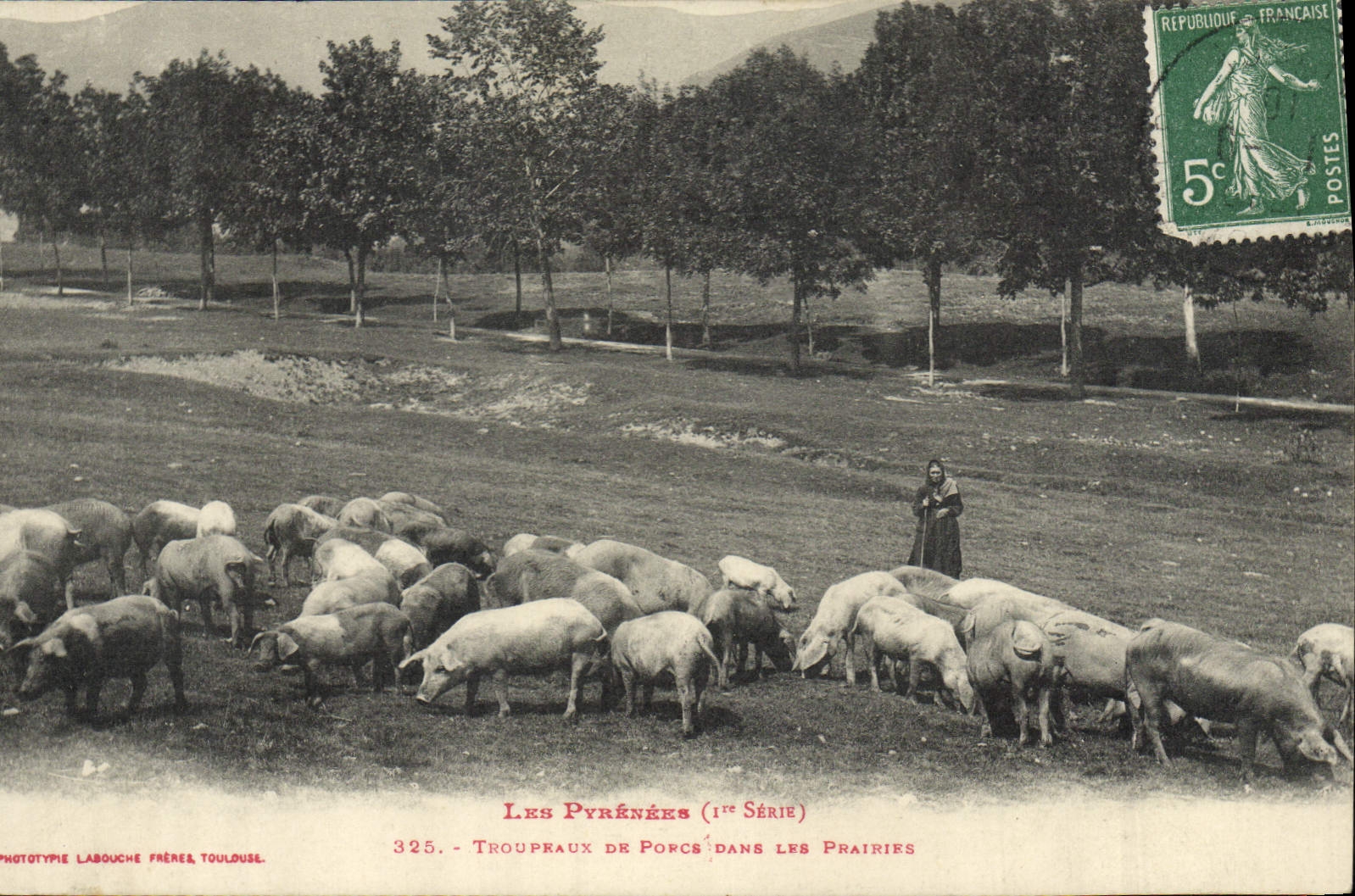 CPA Folklore Les Pyrenees Troupeaux de porcs dans les prairies Moutons 
