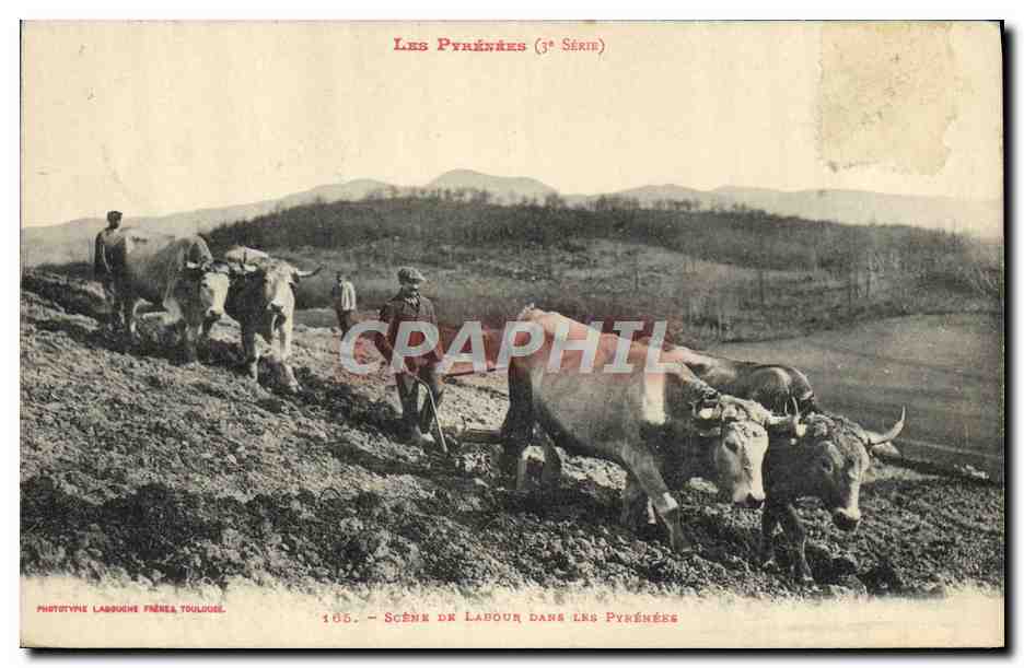 CPA Folklore Pyrenees Scene de labour dans les Pyrenees 
