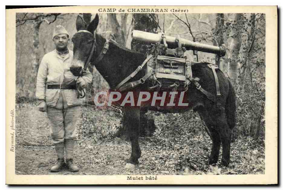Camp de Chambaran (Isère) — Mulet bâté — Raymond, photo-édt.