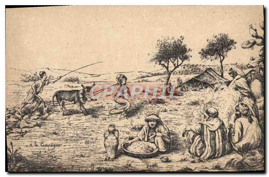 CPA Fantaisie Illustrateur Afrique du Nord Ane Mule Labour 