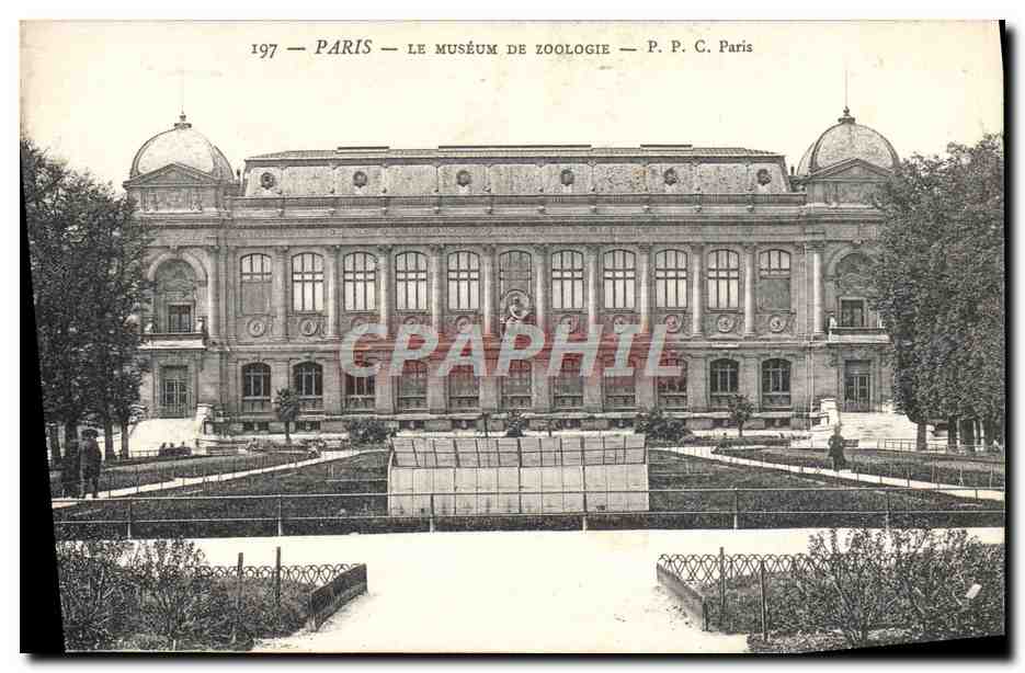 CPA Tour Paris Le Museum De Zoologie Zoo