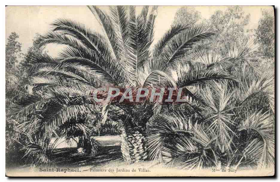 Saint-Raphaël — Palmiers des Jardins de Villas — Mme de Suzy