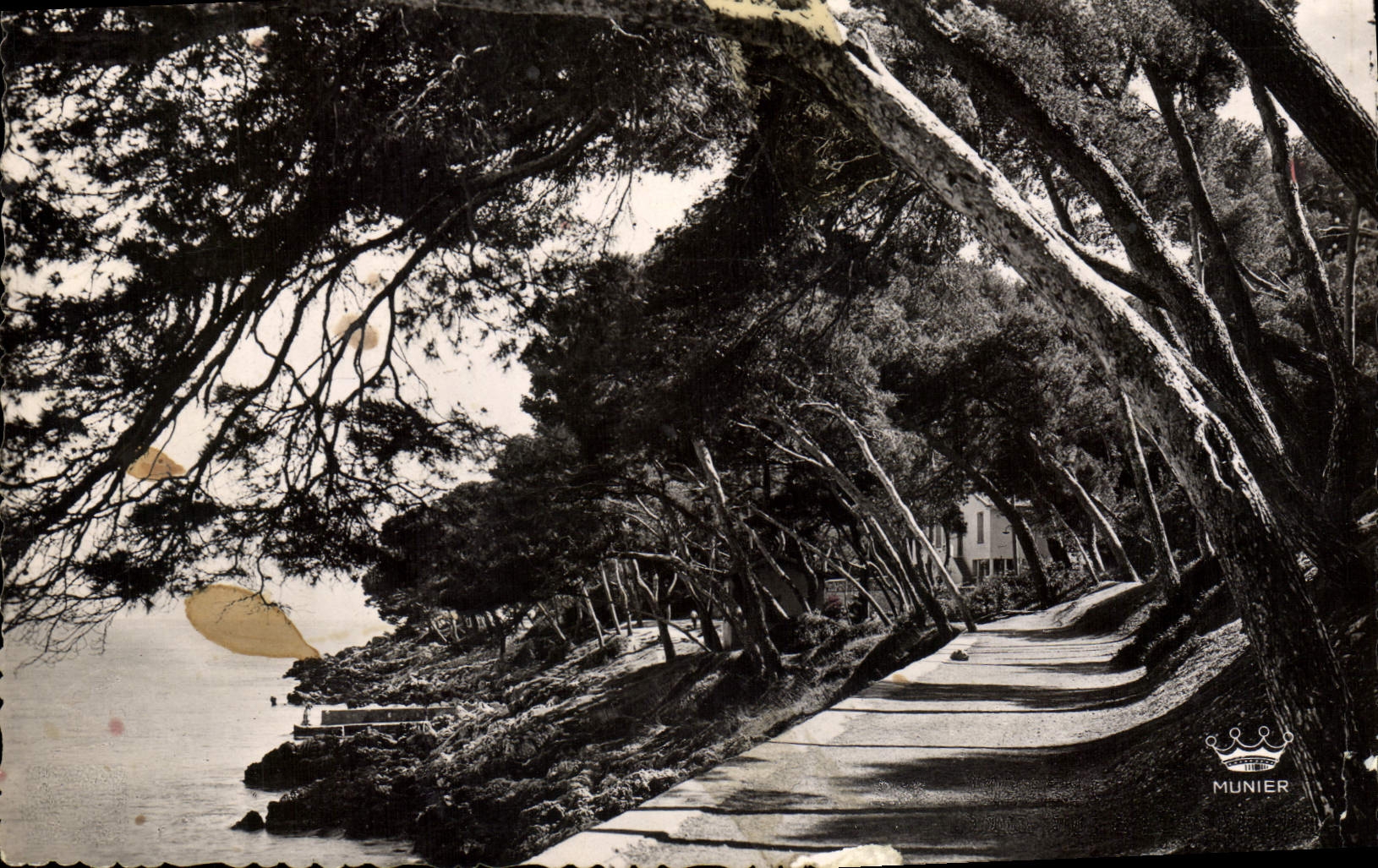 CPM Menton Sous bois au Cap Martin