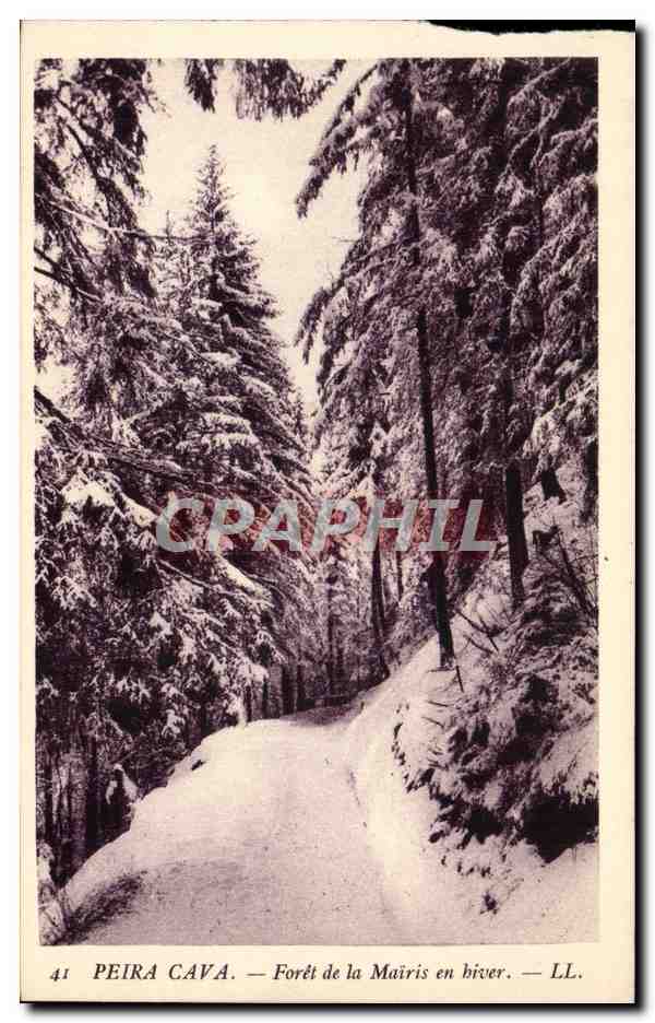 CPA Peira Cava Foret de la Mairis en hiver