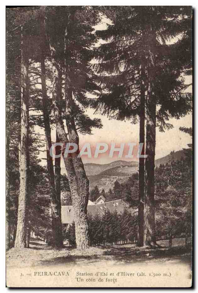 CPA Peira Cava Un coin de foret